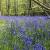 Water systems Stanmer Park woodland bluebells