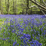 Local history Stanmer Park woodland bluebells